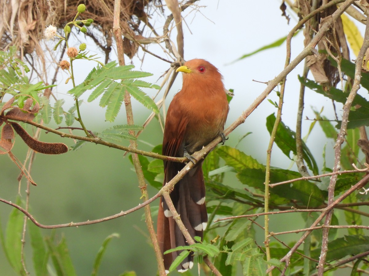 Little Cuckoo - ML645752743