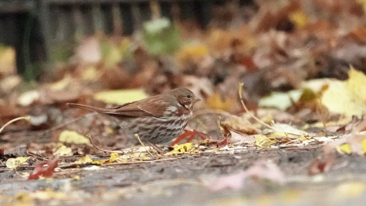 Fox Sparrow (Red) - ML645752747