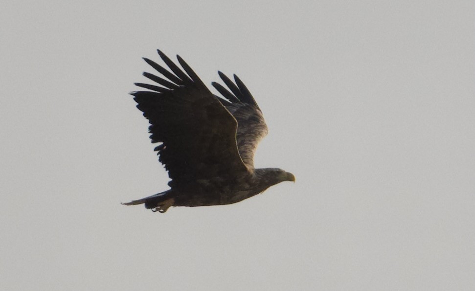 White-tailed Eagle - ML645752755