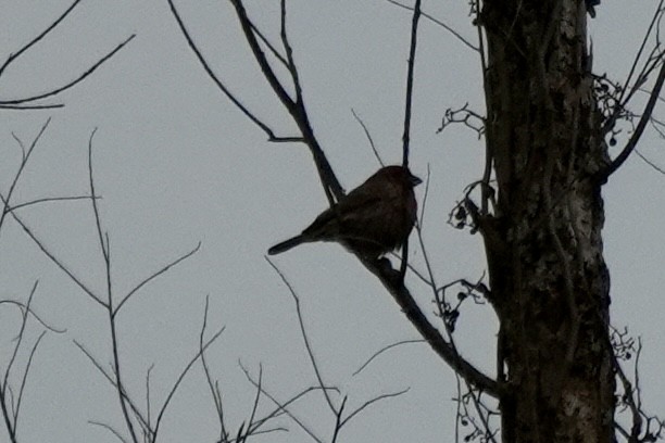 Eastern Bluebird - ML645752757