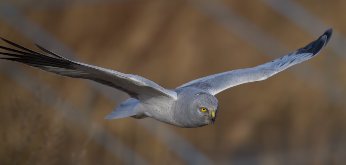 Hen Harrier - ML645752761