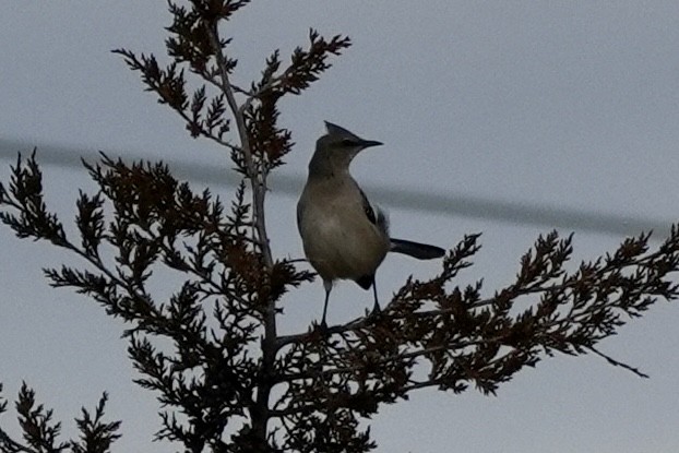 Northern Mockingbird - ML645752762