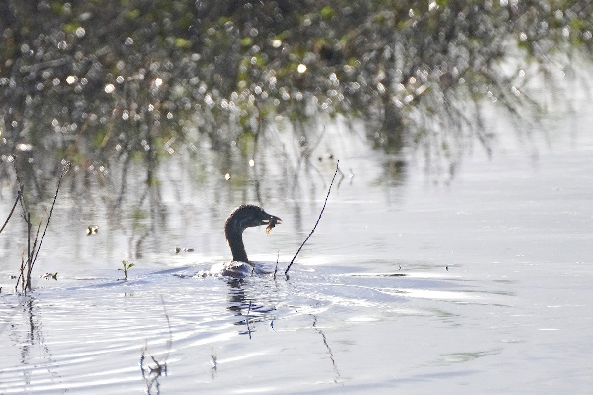 Pied-billed Grebe - ML645752766