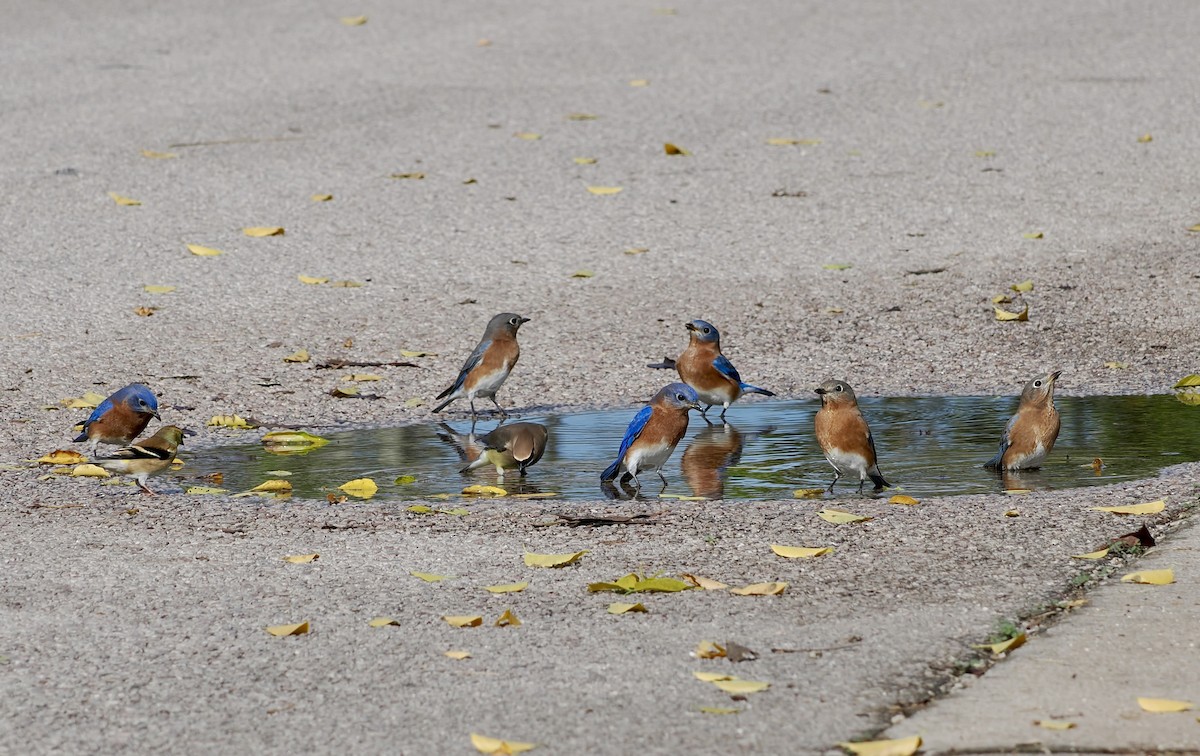 Eastern Bluebird - ML645752769