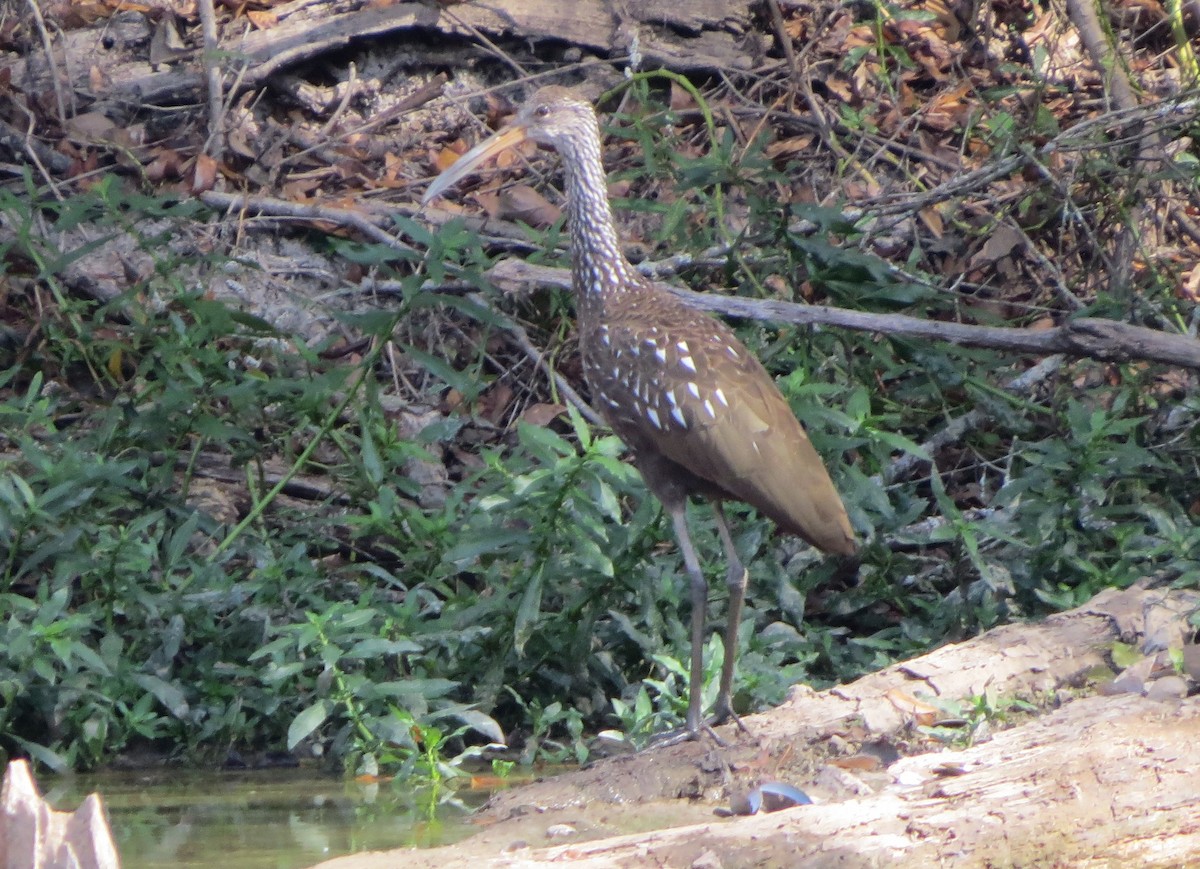 Limpkin - ML645752782