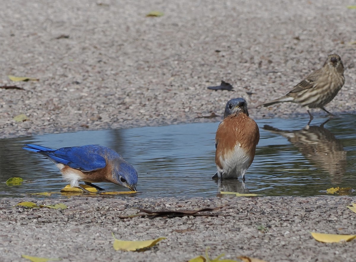 Eastern Bluebird - ML645752783