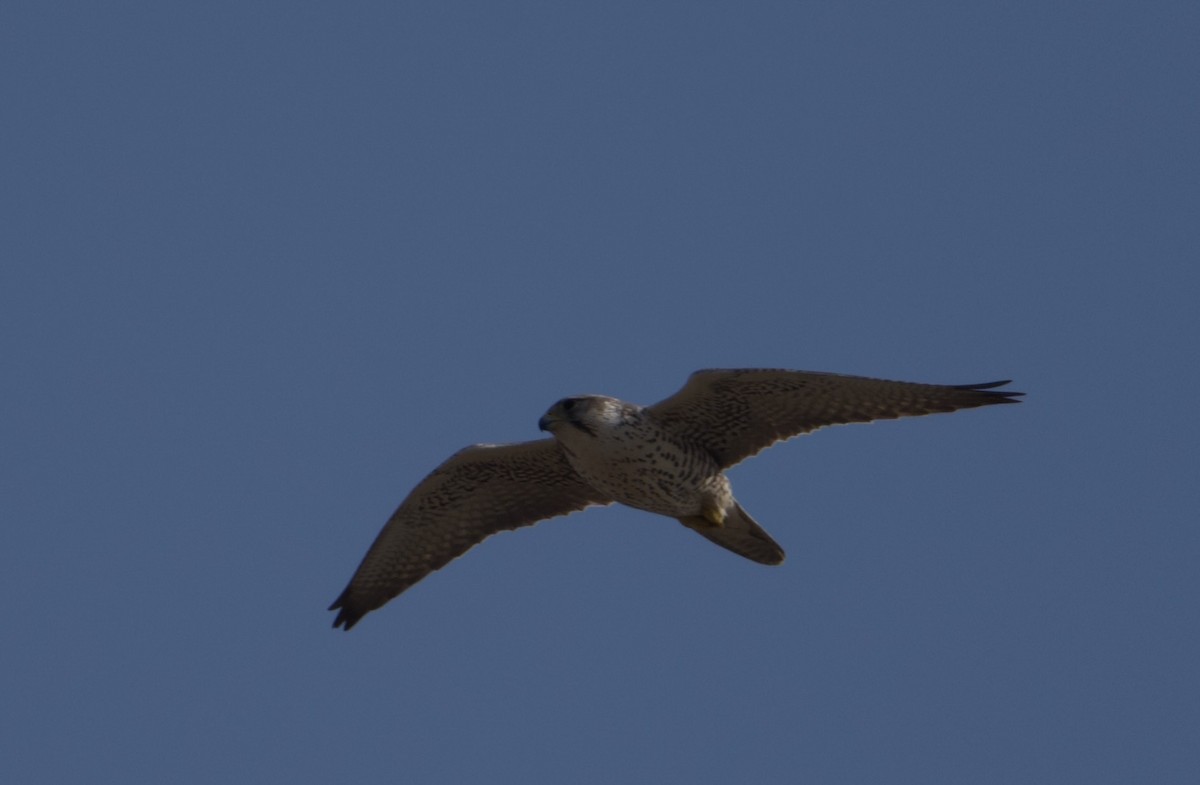 Балобан - ML645752790