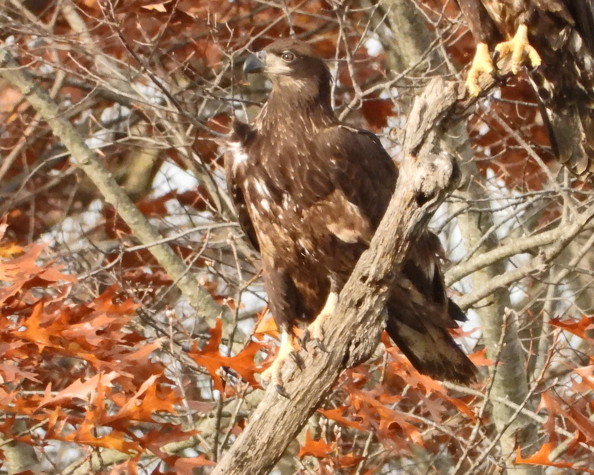 Pygargue à tête blanche - ML645752795