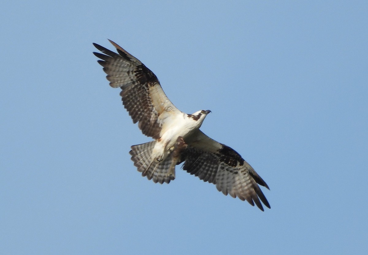 Osprey - ML645752798