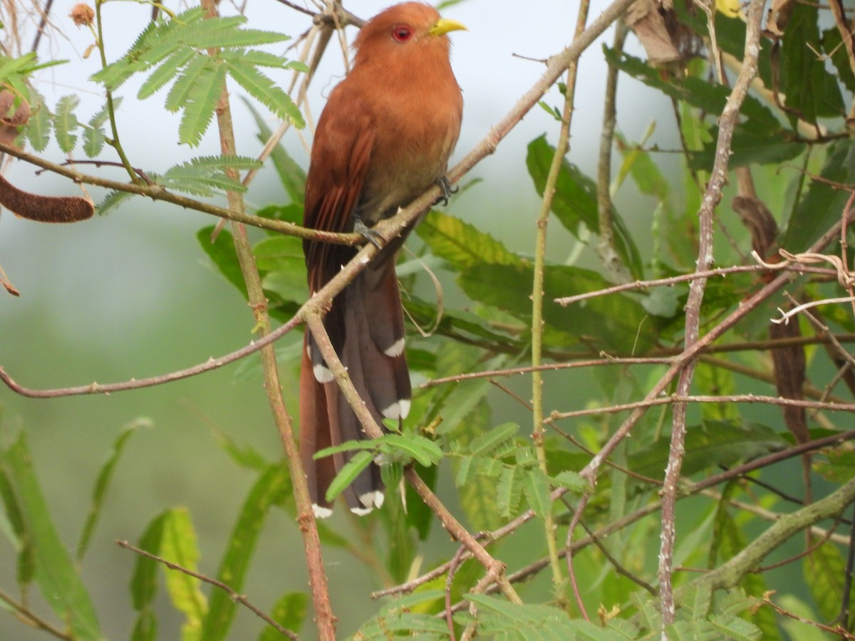 Little Cuckoo - ML645752799