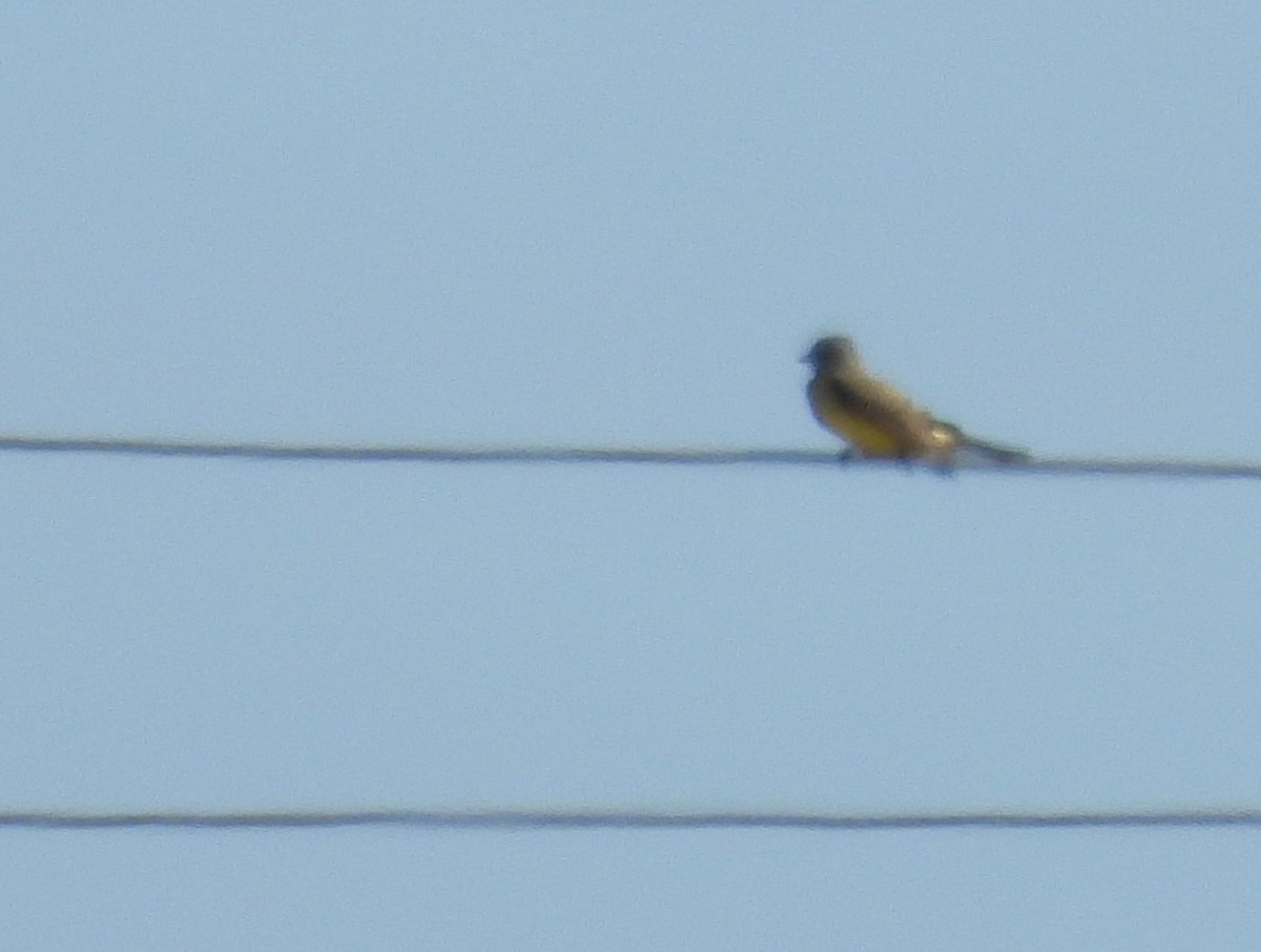 Western Kingbird - ML645752804