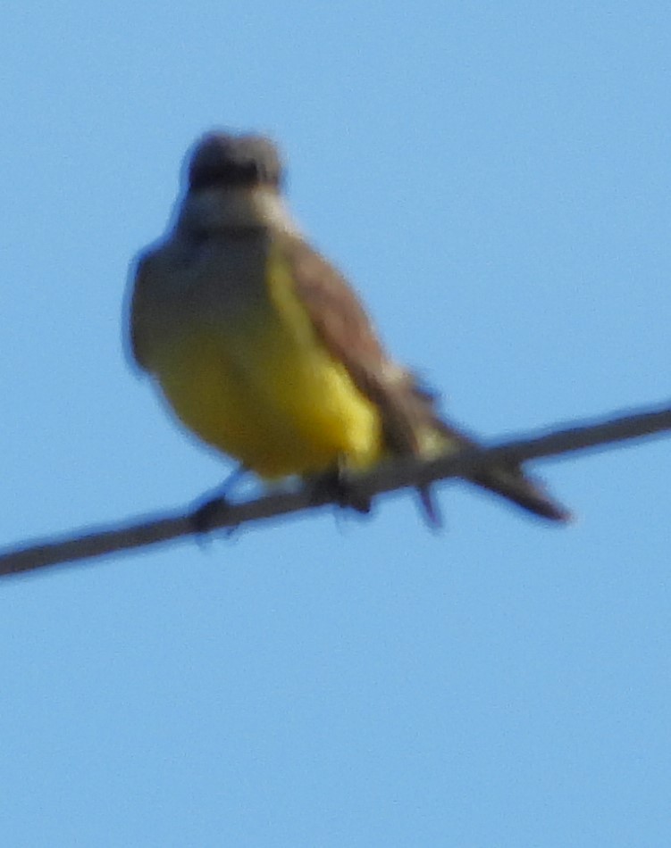 Western Kingbird - ML645752805