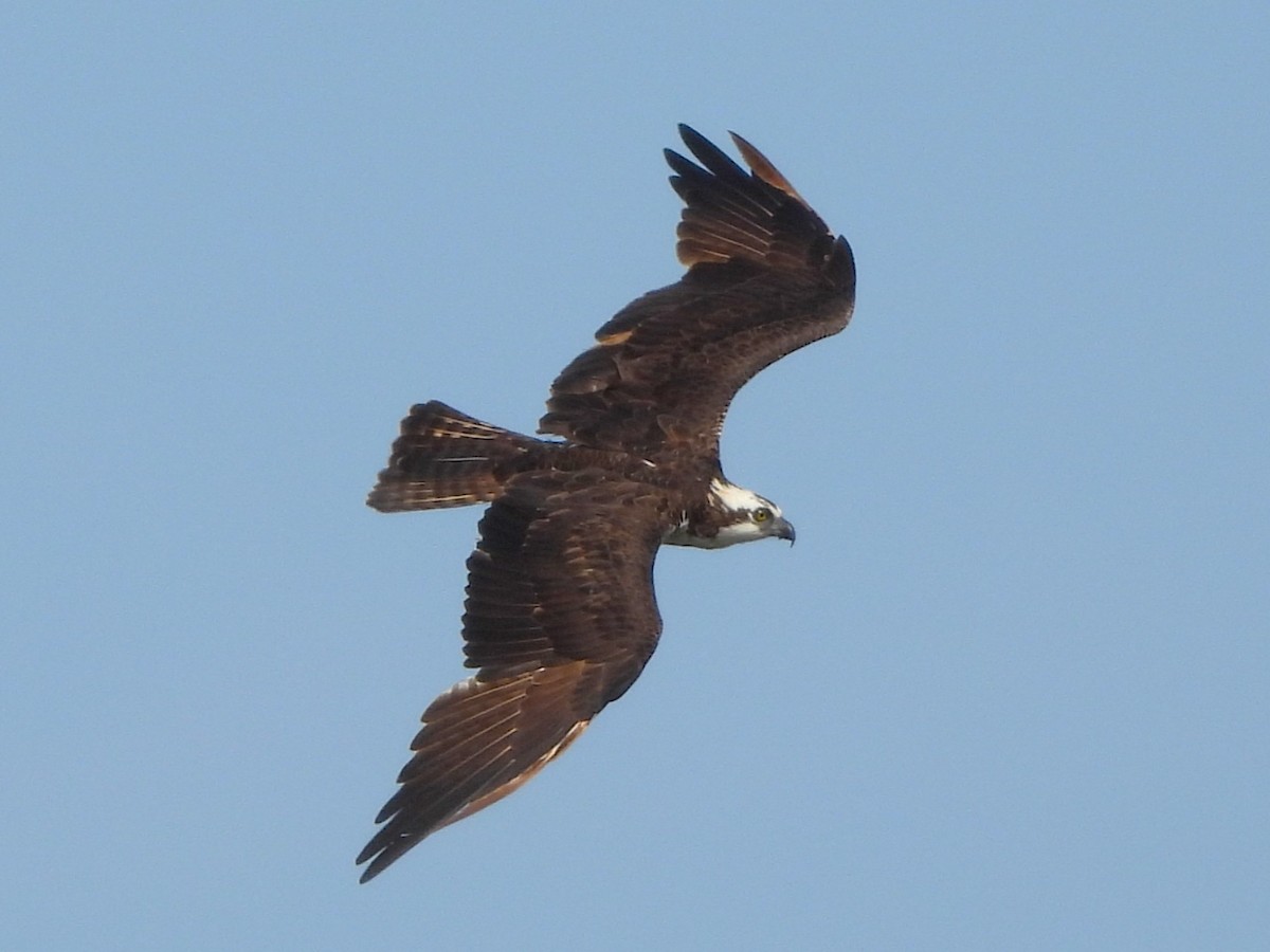 Osprey - ML645752808