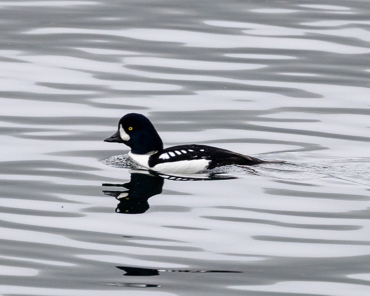 キタホオジロガモ - ML645752825