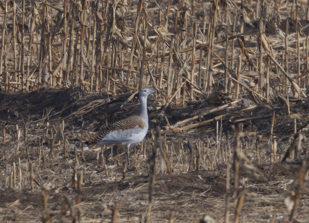 Great Bustard - ML645752833