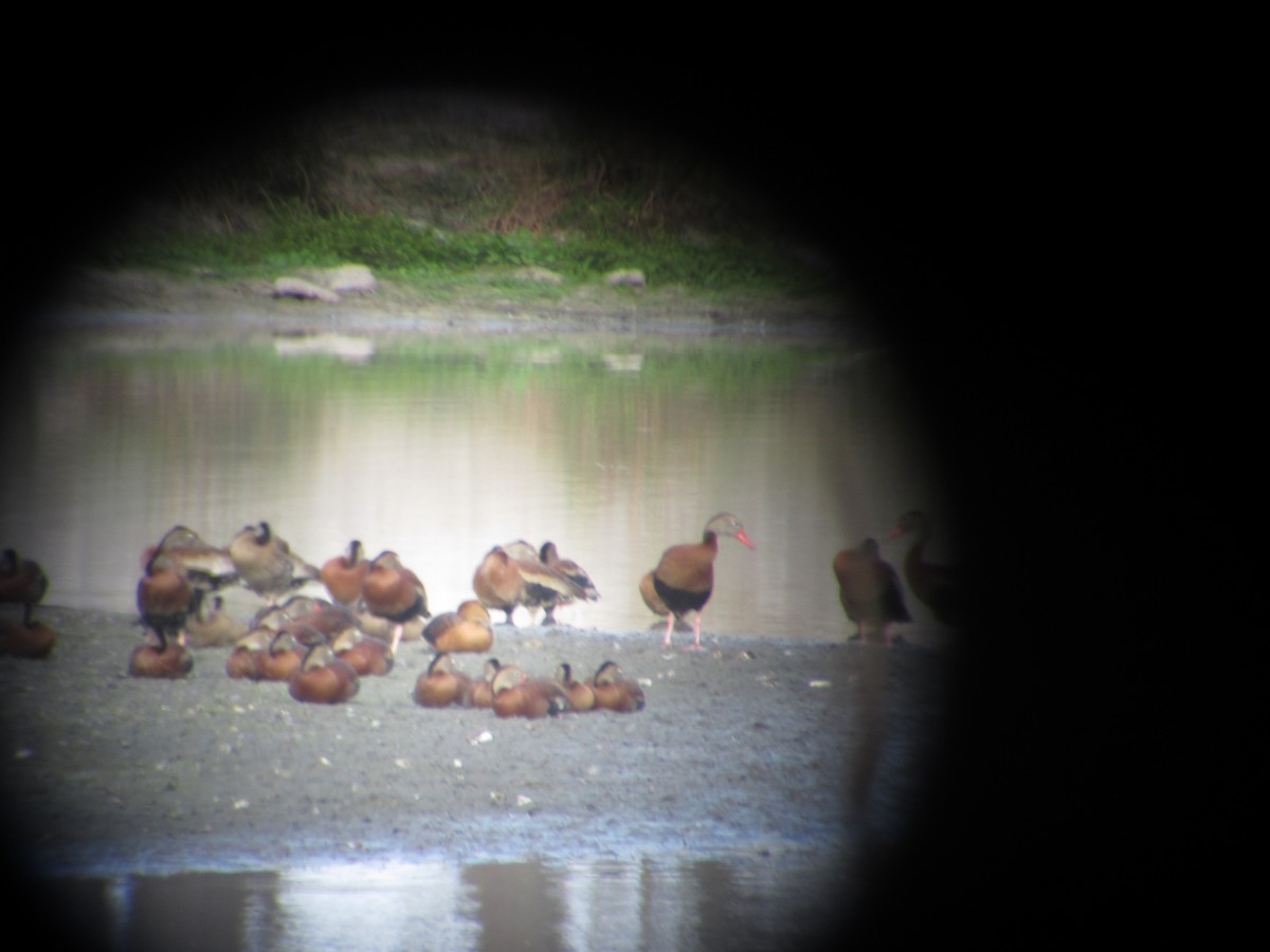 Fulvous Whistling-Duck - ML645752837