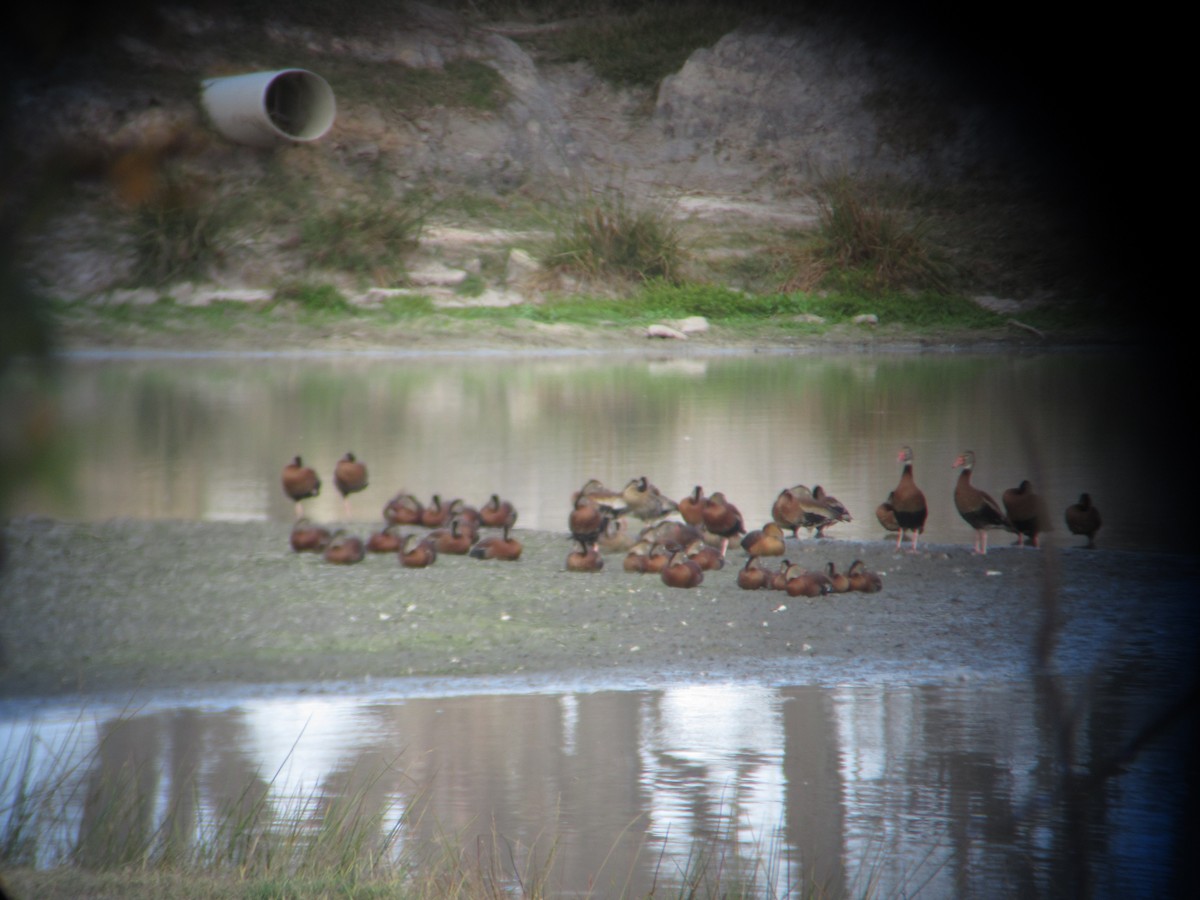 Fulvous Whistling-Duck - ML645752853