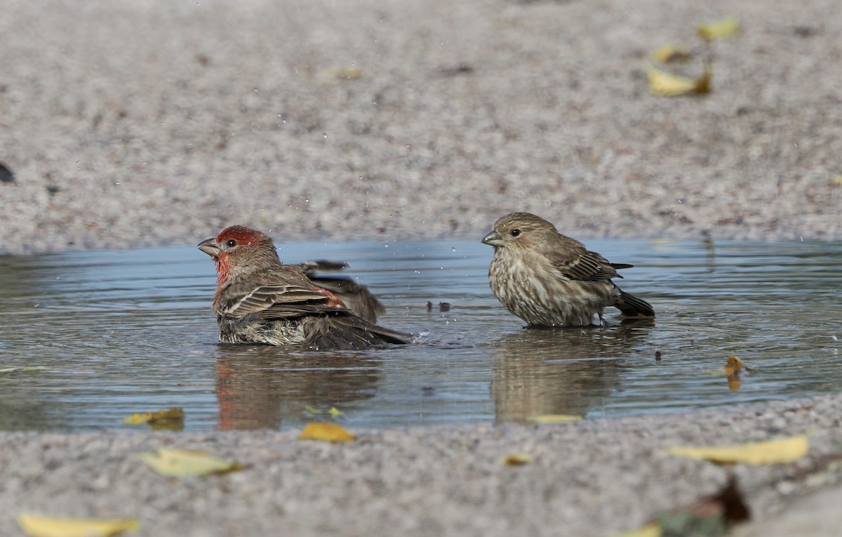 House Finch - ML645752854