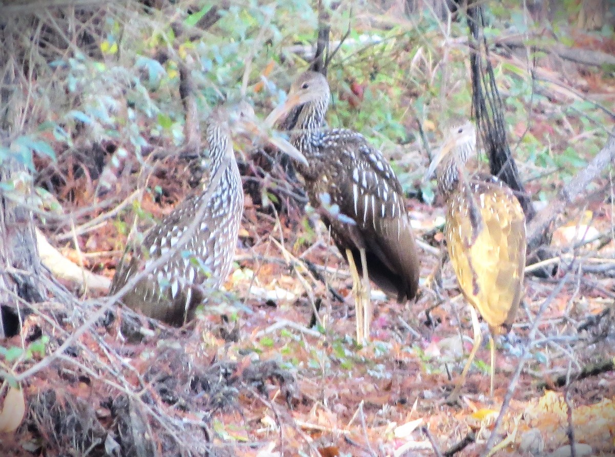 Limpkin - ML645752860