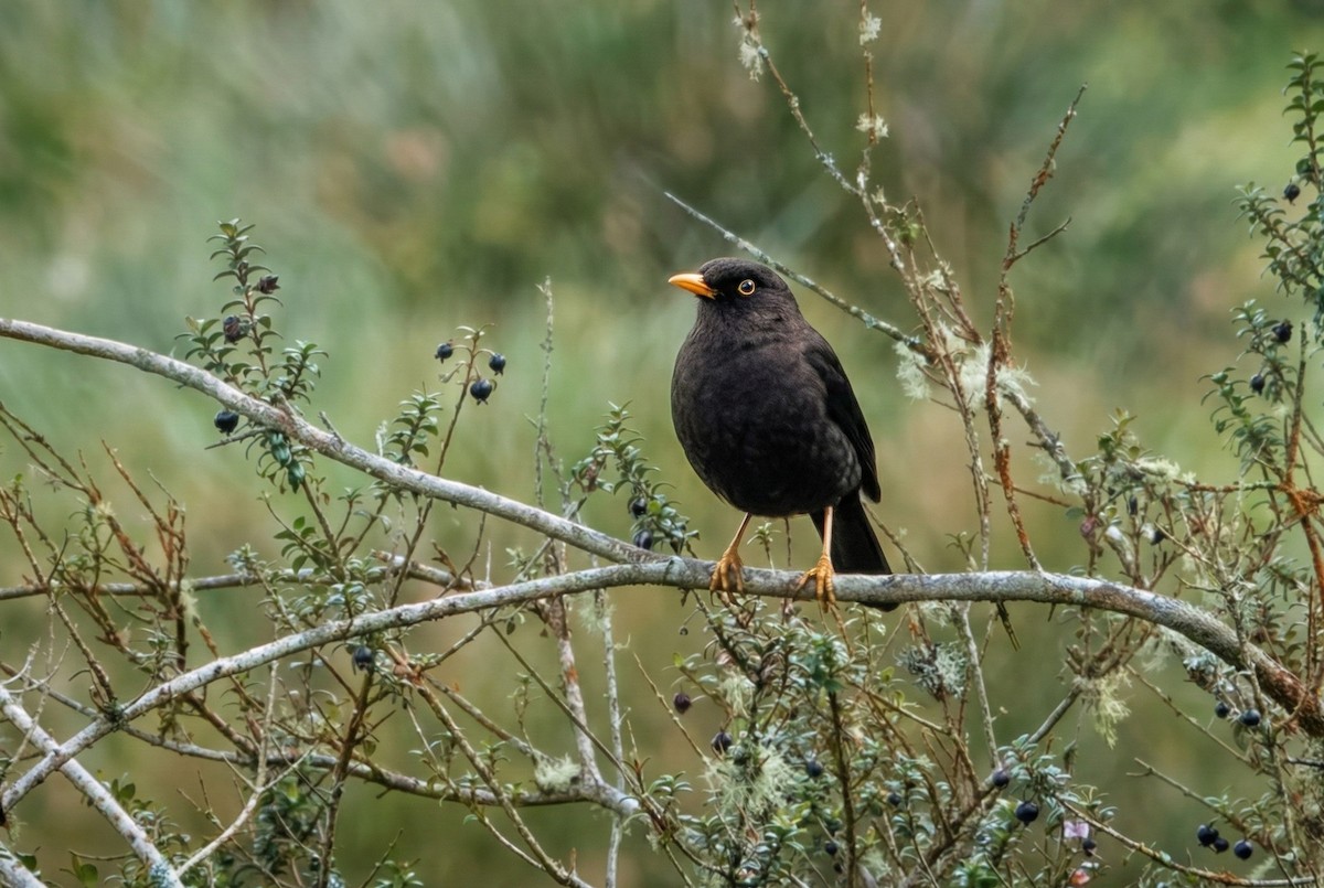 Merle fuligineux - ML645752866