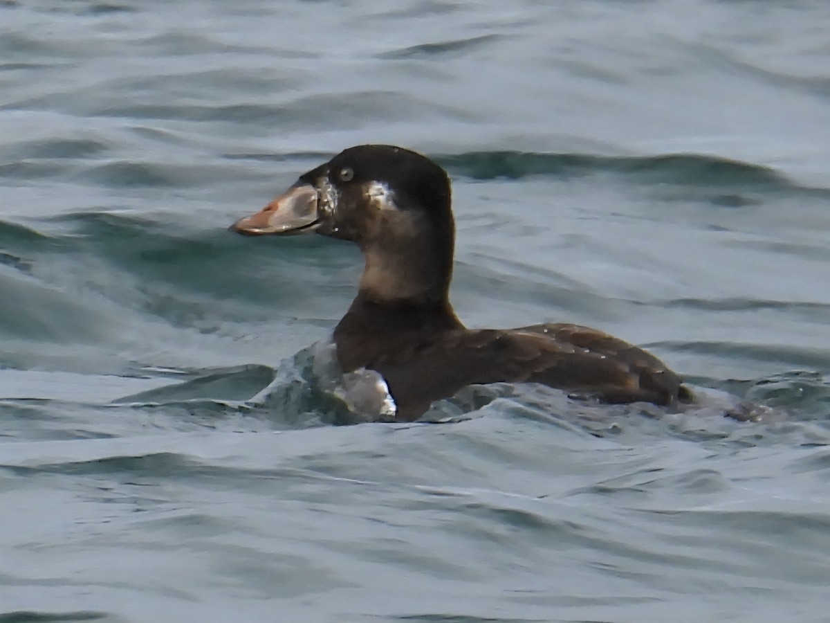 turpan pestrozobý - ML645752867