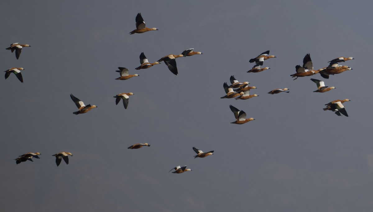 Ruddy Shelduck - ML645752868