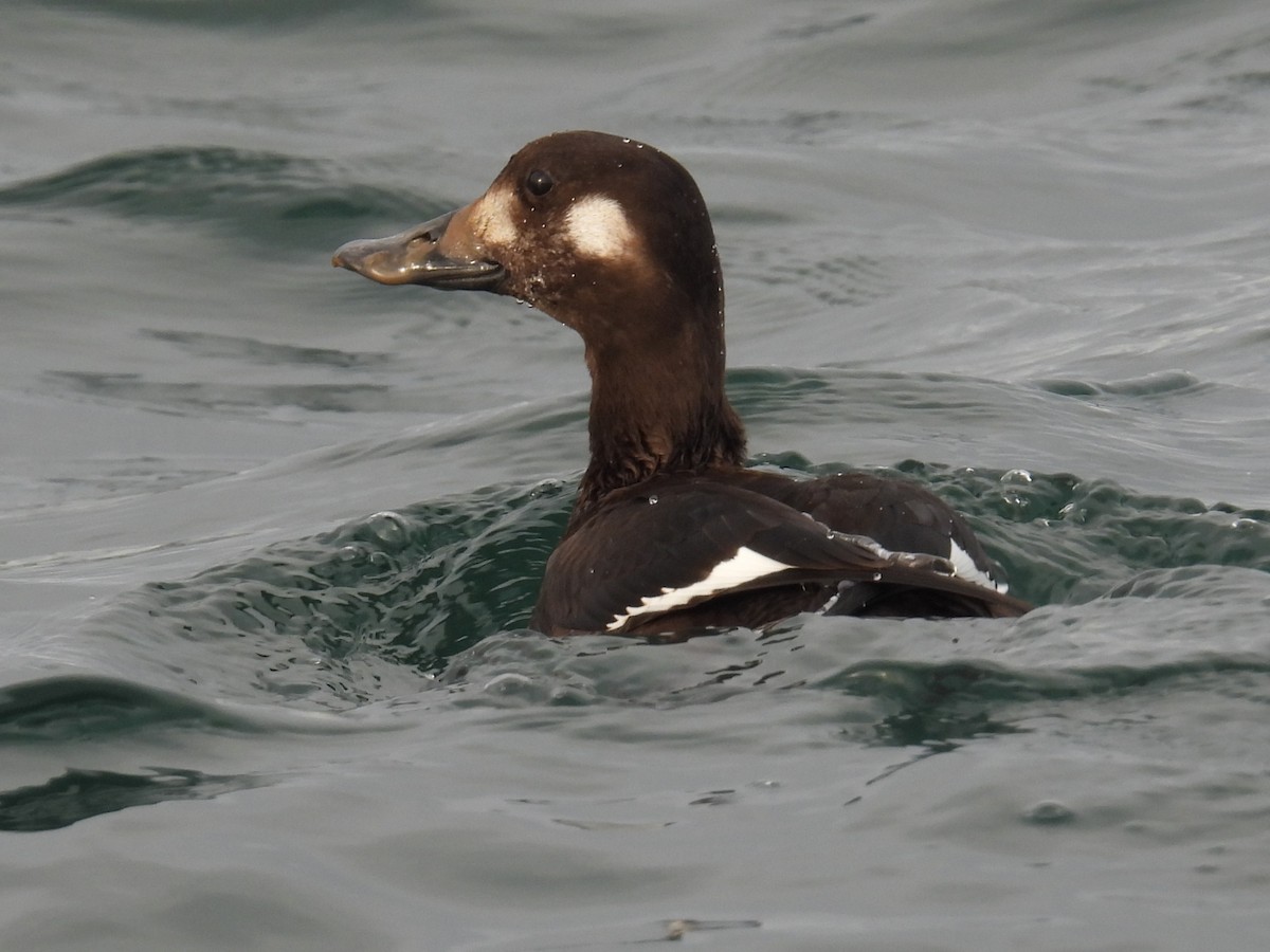 turpan kanadský - ML645752871