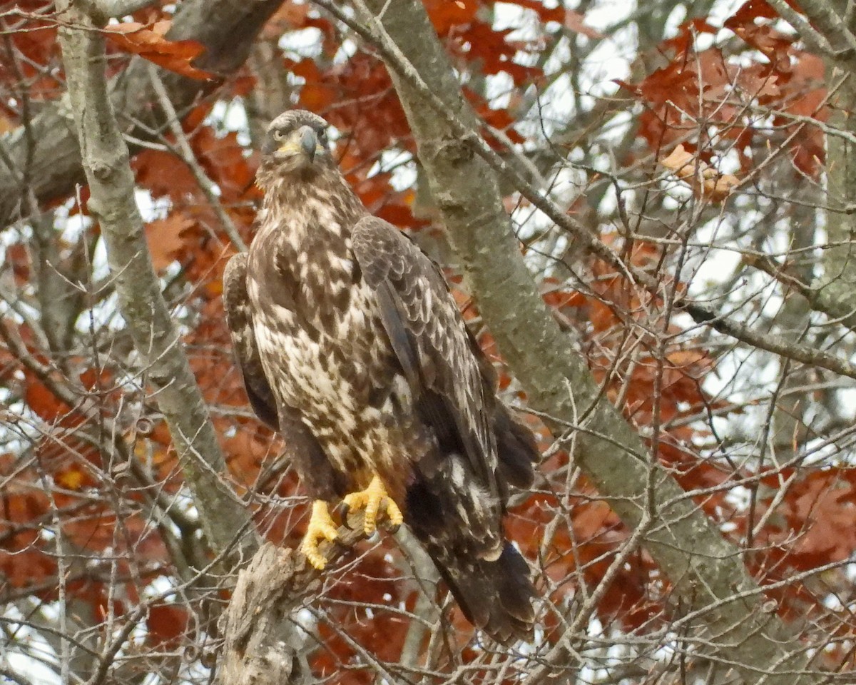 Bald Eagle - ML645752872