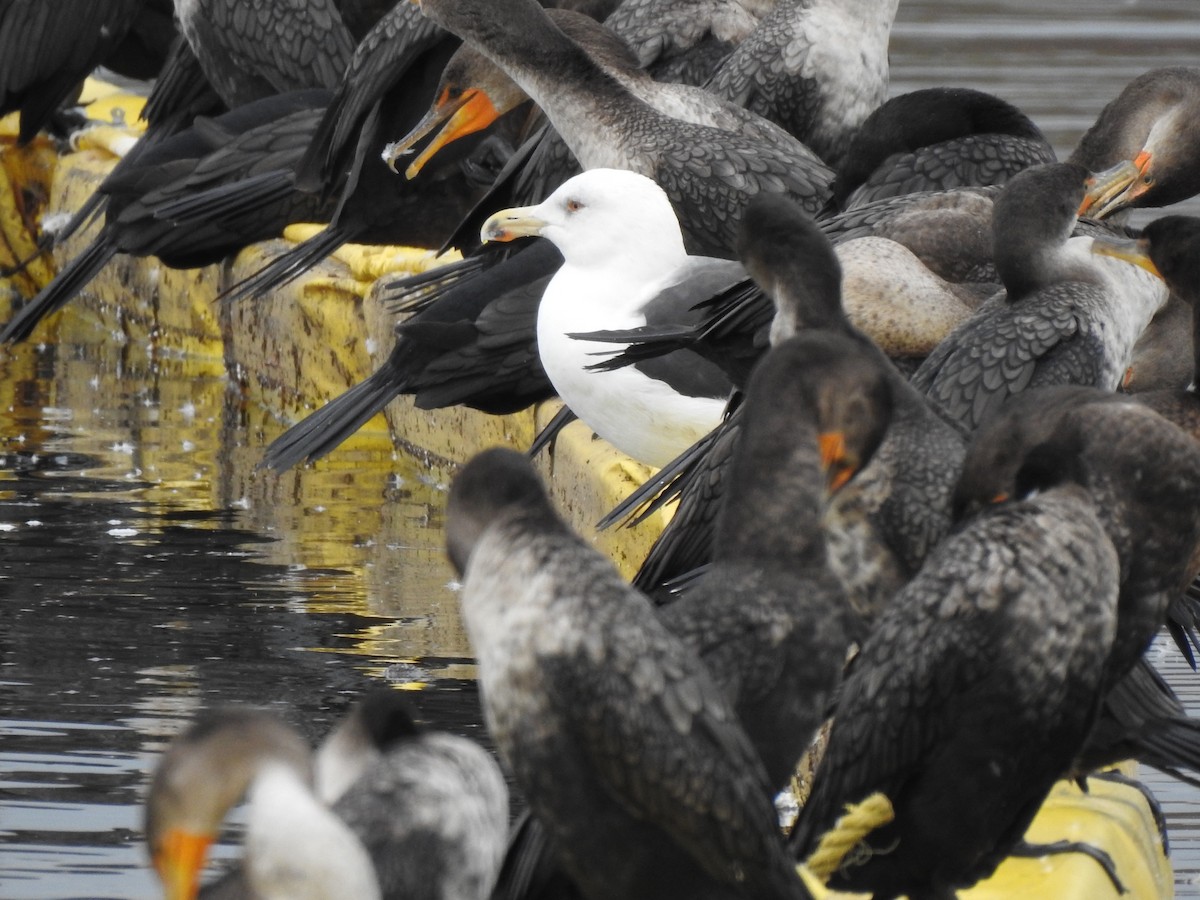 Gavión Atlántico - ML645752873
