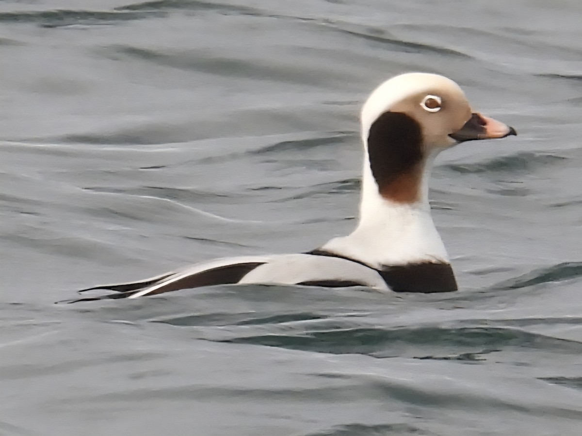 hoholka lední - ML645752903