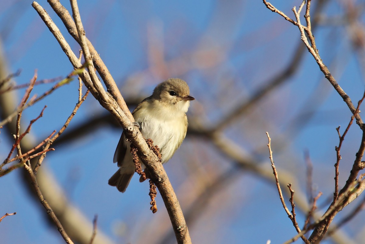 Eastern Warbling Vireo - ML645752906