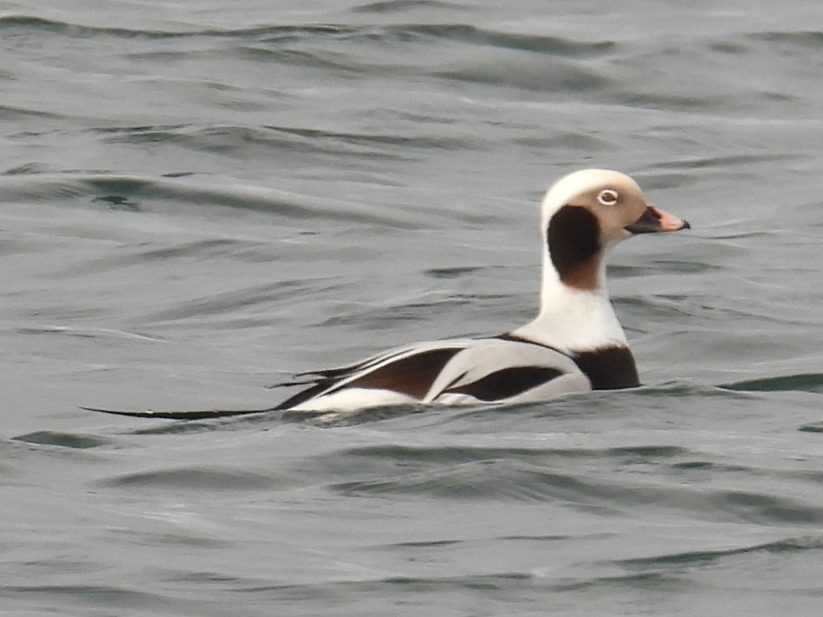 hoholka lední - ML645752910