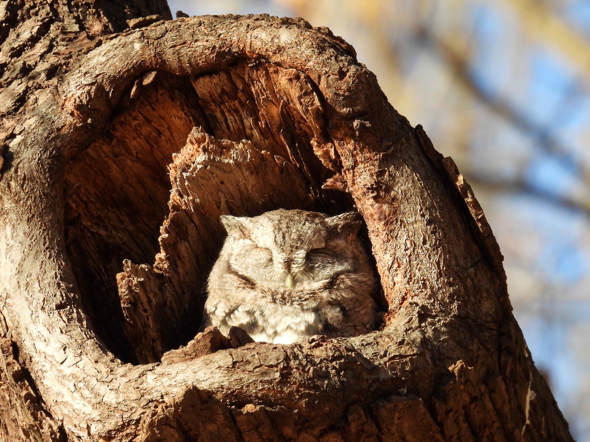 Eastern Screech-Owl (Northern) - ML645752937