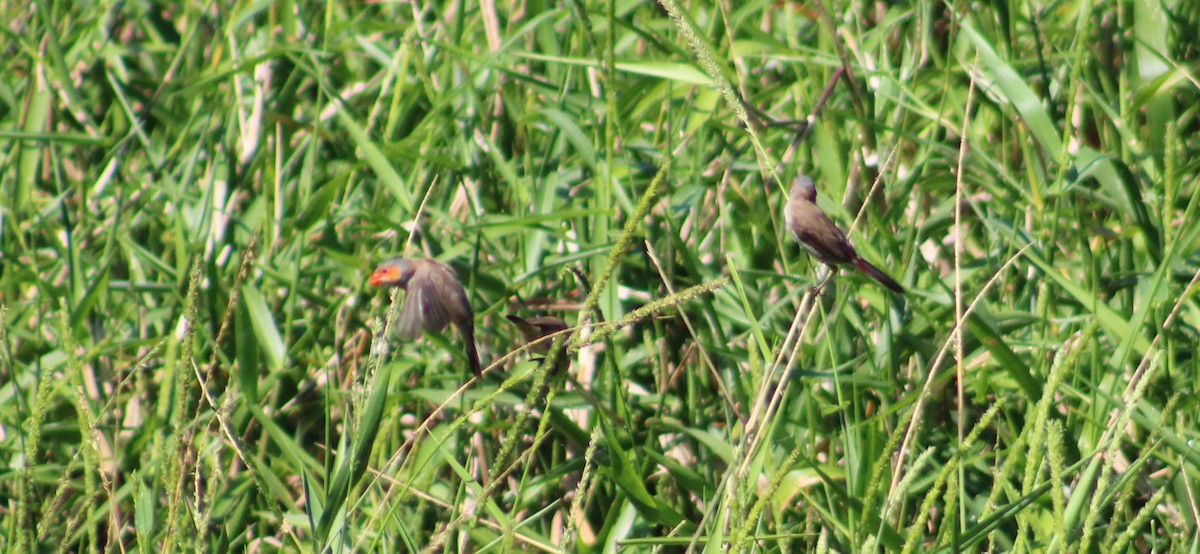 Orange-cheeked Waxbill - ML645752939