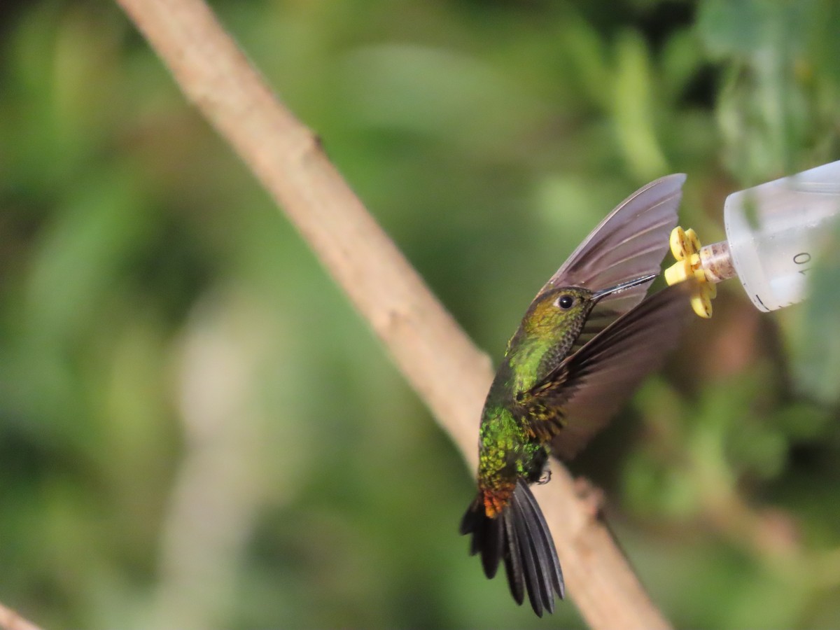 Greenish Puffleg - ML645752940