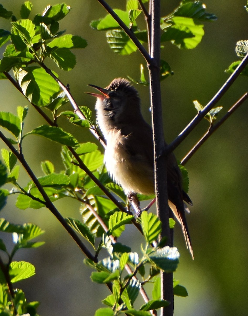 Great Reed Warbler - ML645752946