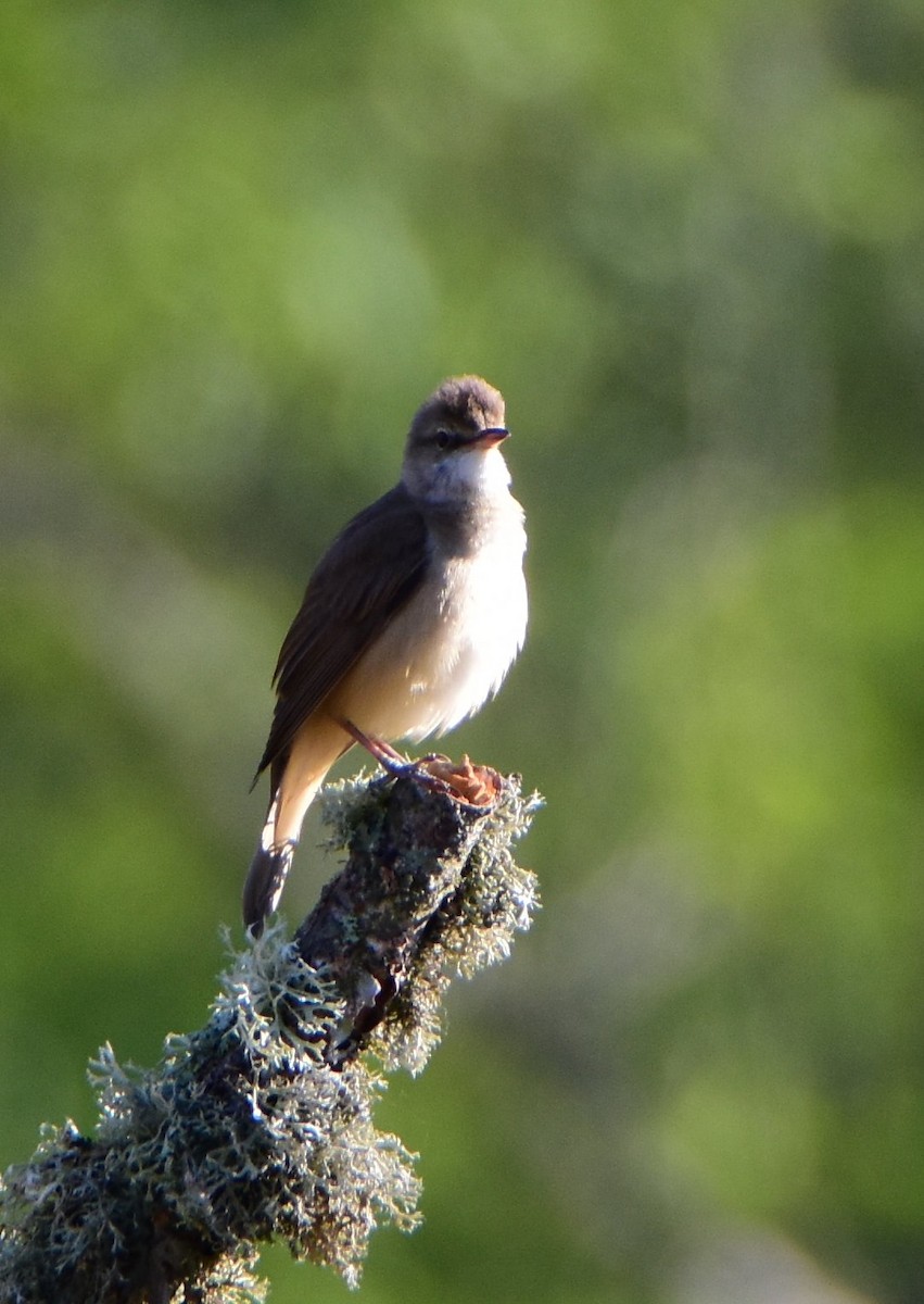 Great Reed Warbler - ML645752947
