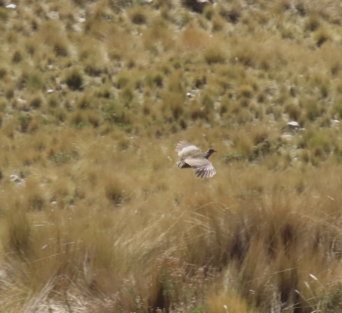 Ornate Tinamou - ML645752949