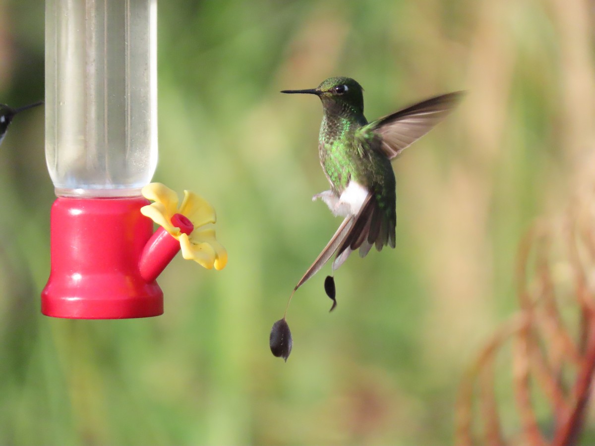 White-booted Racket-tail - ML645752953