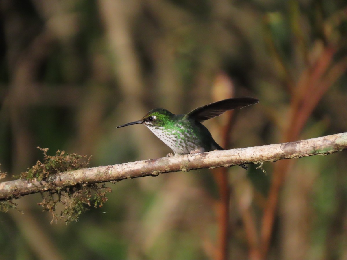 White-booted Racket-tail - ML645752954