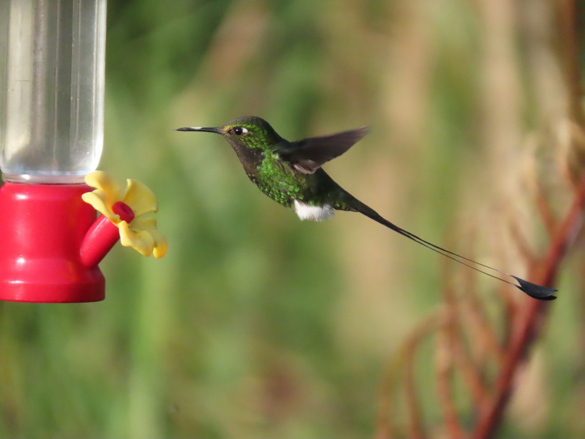 White-booted Racket-tail - ML645752955