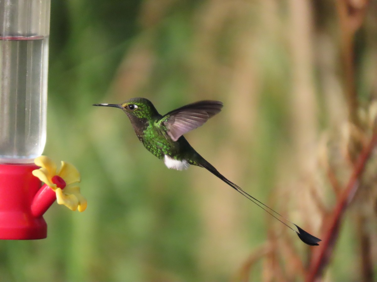 White-booted Racket-tail - ML645752956