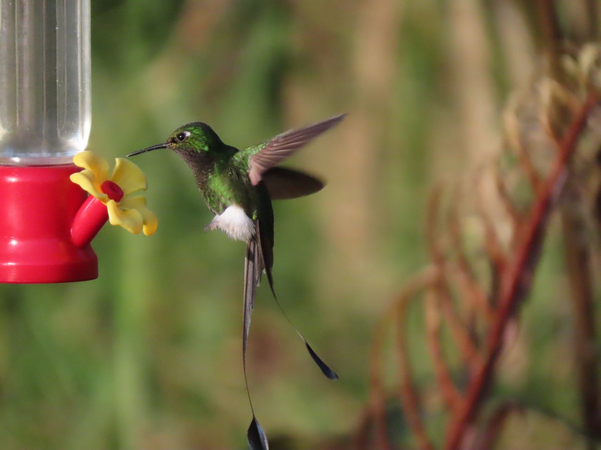 White-booted Racket-tail - ML645752957