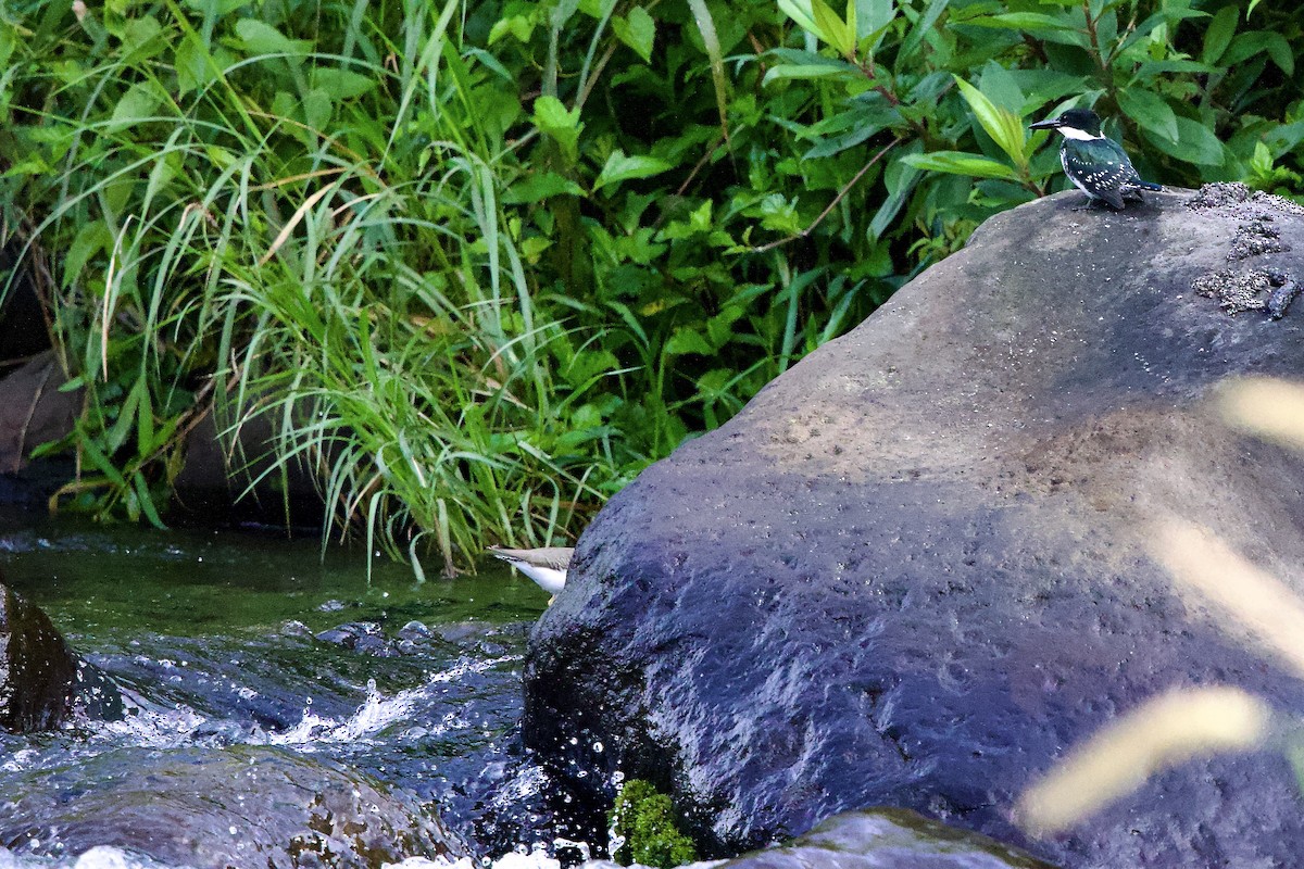 Green Kingfisher - ML645752959