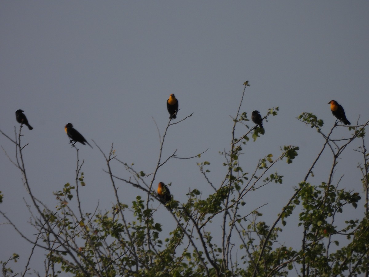 Yellow-headed Blackbird - ML645752960