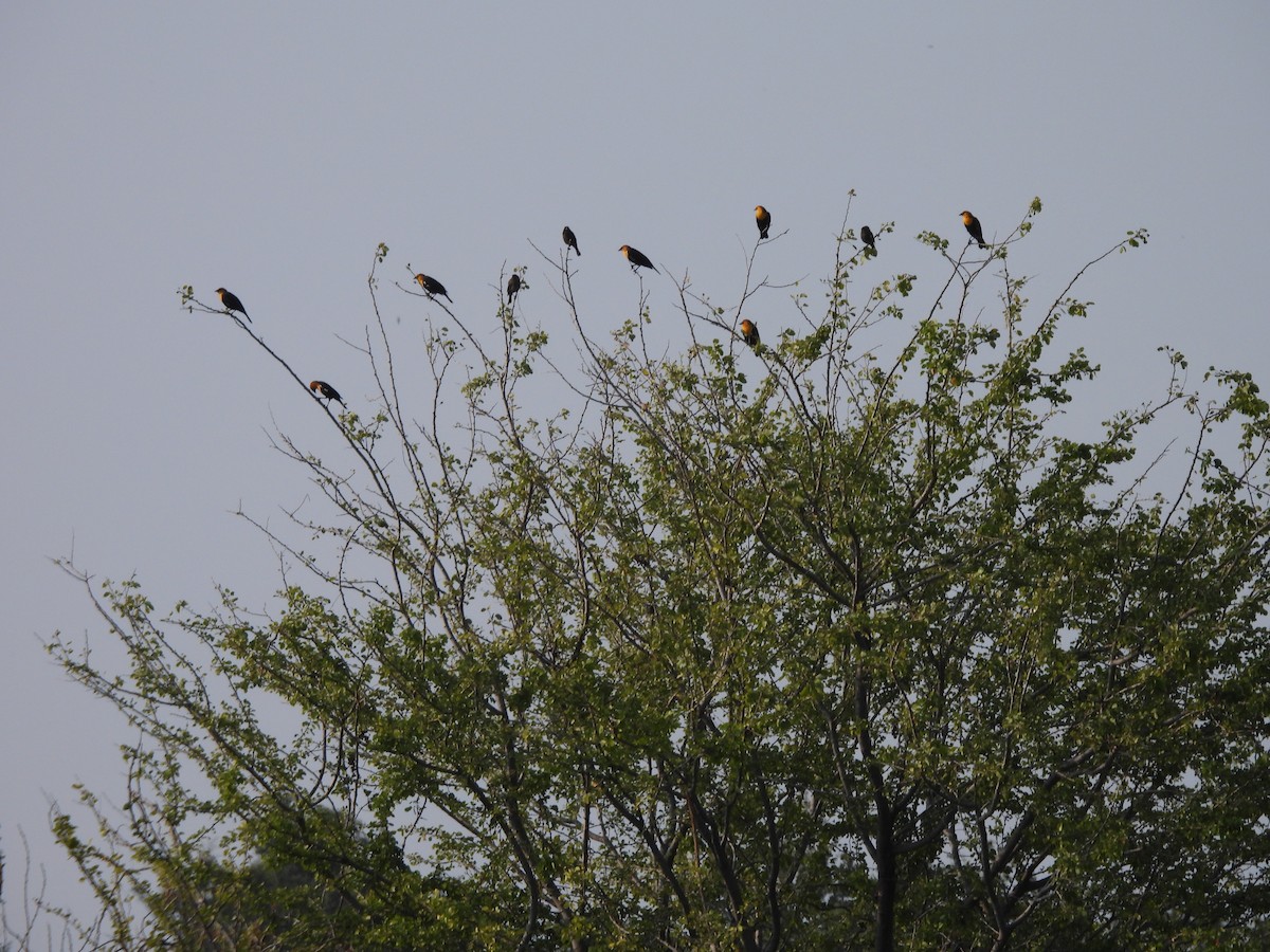 Yellow-headed Blackbird - ML645752961