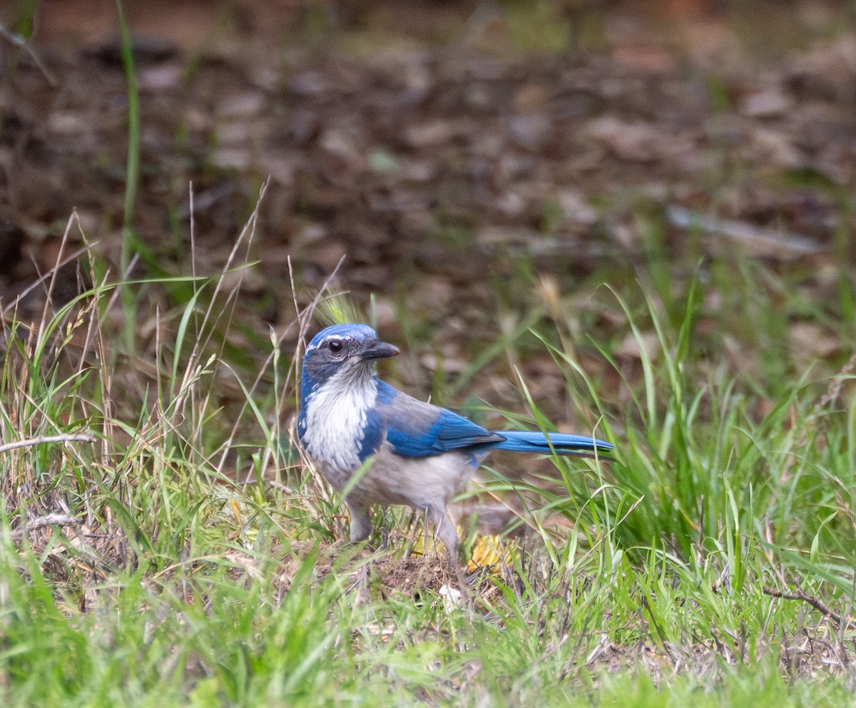 California Scrub-Jay - ML645752963