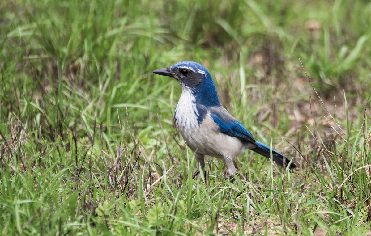 California Scrub-Jay - ML645752964