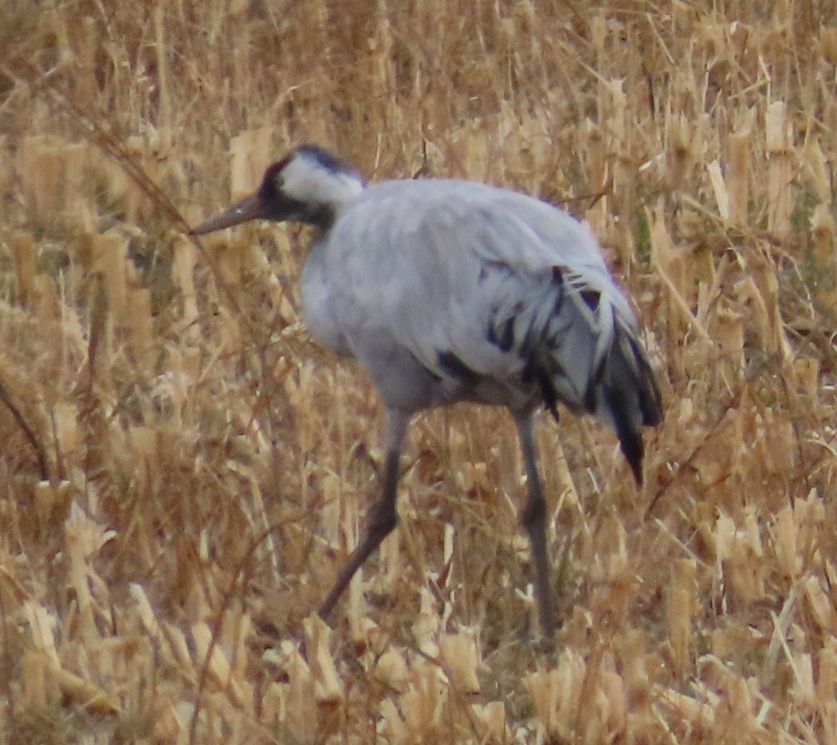 Хархираа тогоруу - ML645752965