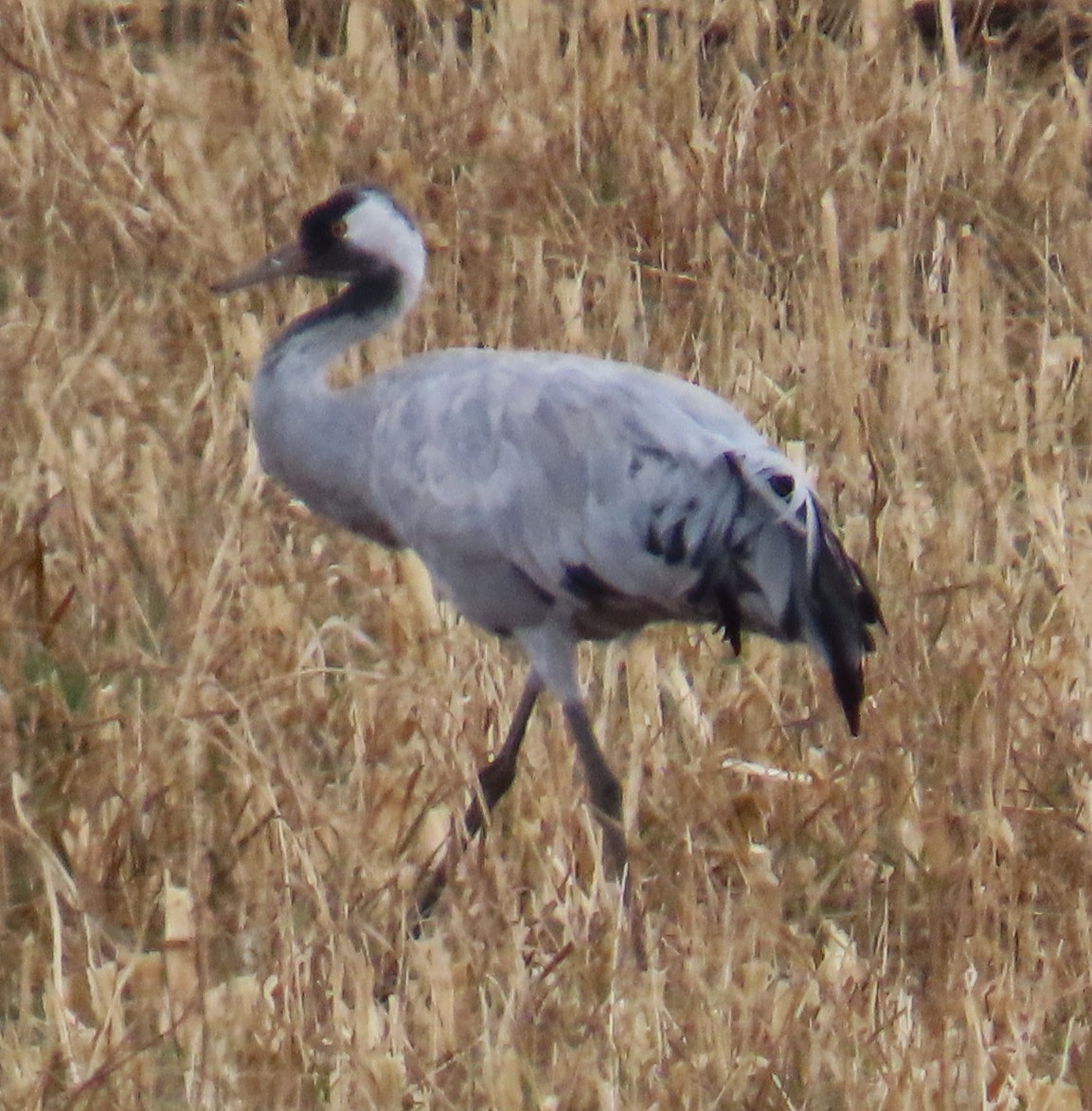 Хархираа тогоруу - ML645752966